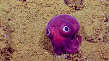 Una adorable criatura submarina impresiona a los biólogos
