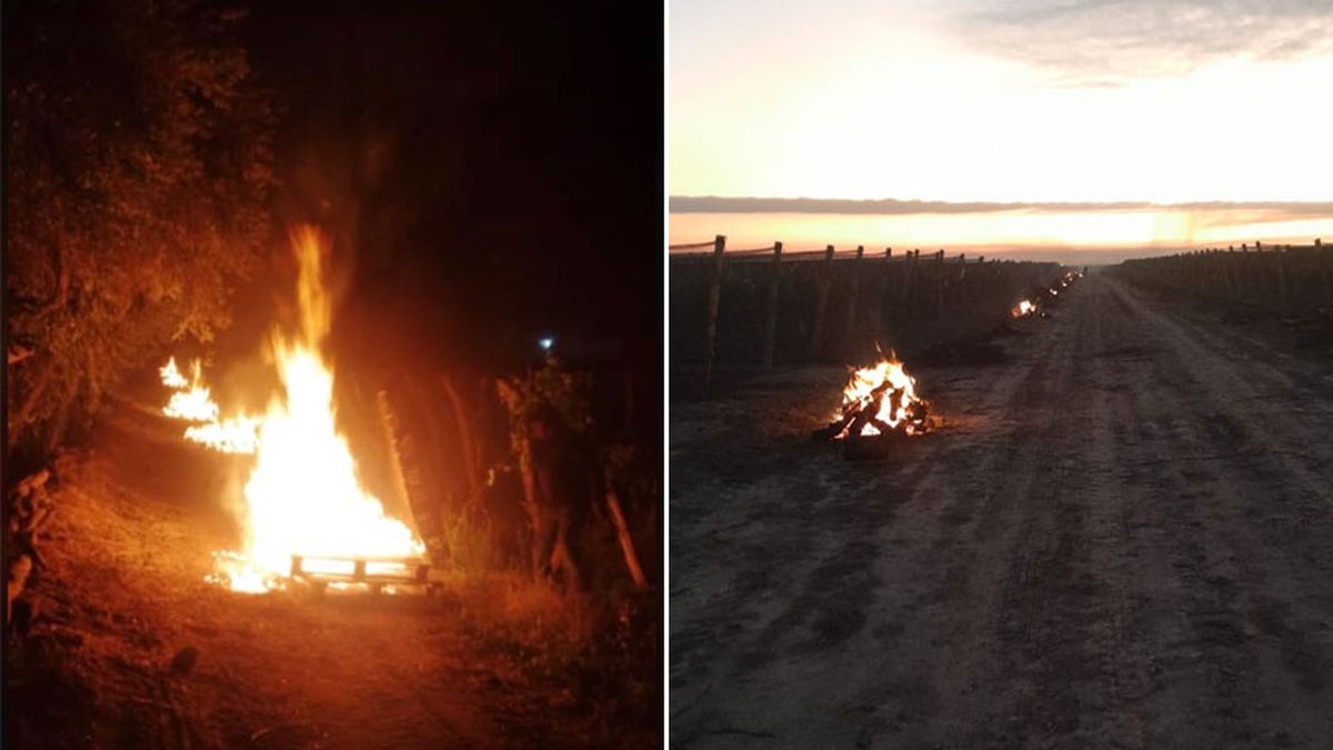 Los productores hicieron todo lo posible para mitigar las heladas tardías.  Los productores hicieron todo lo posible para mitigar las heladas tardías. 