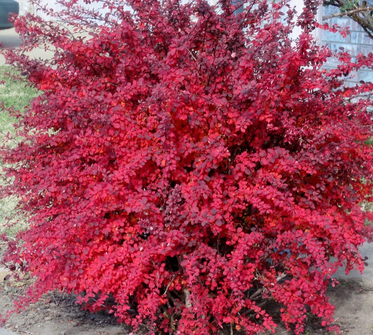 El Berberis es una planta nativa de Japón. El Berberis es una planta nativa de Japón.