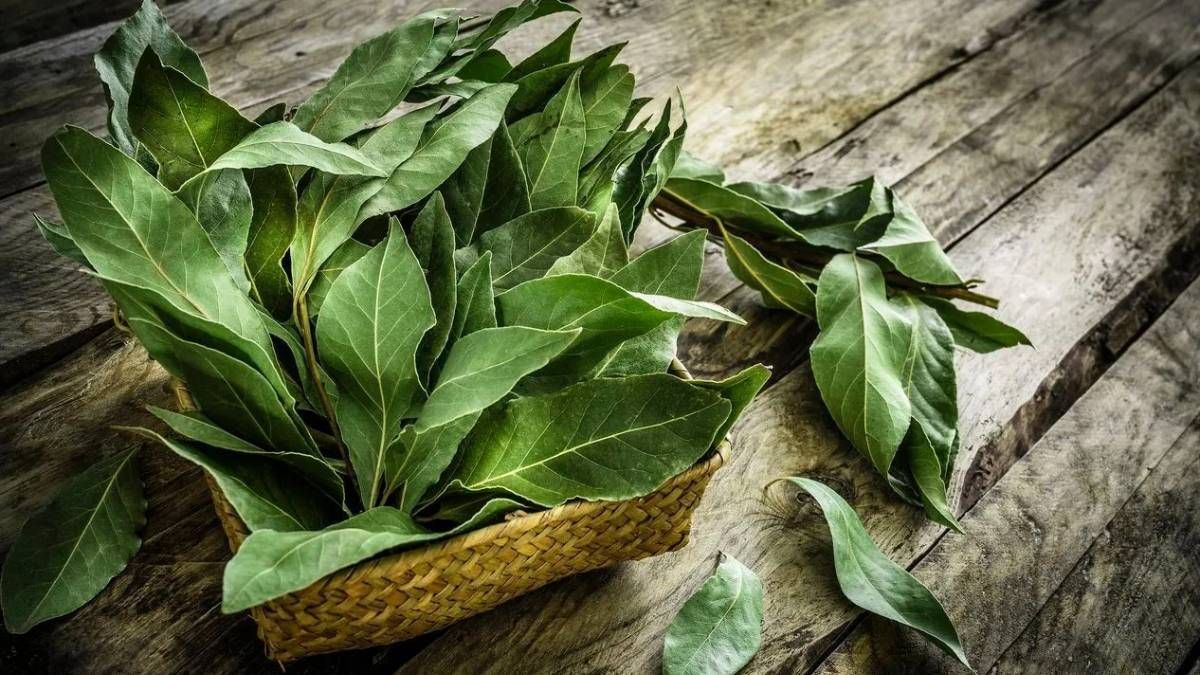 Cómo atraer dinero efectivo ritual con hojas de laurel