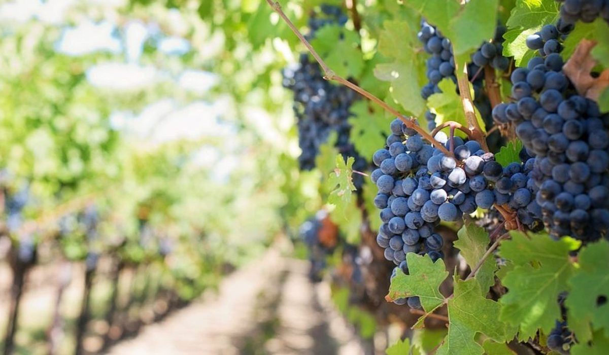 El Iscamen apura la campaña contra la polilla de la vid. El Iscamen apura la campaña contra la polilla de la vid.