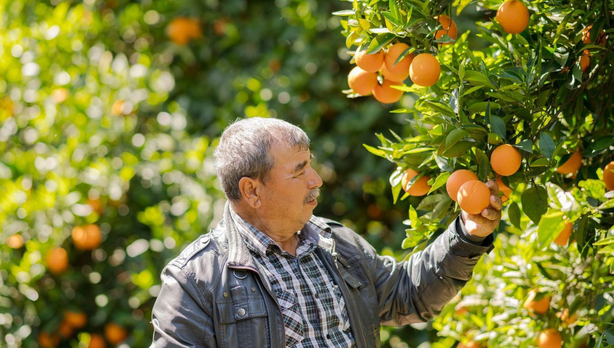 Fertilizante casero árbol de naranjas 