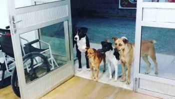Cuatro perros provocaron emoción en un hospital gracias a su fidelidad