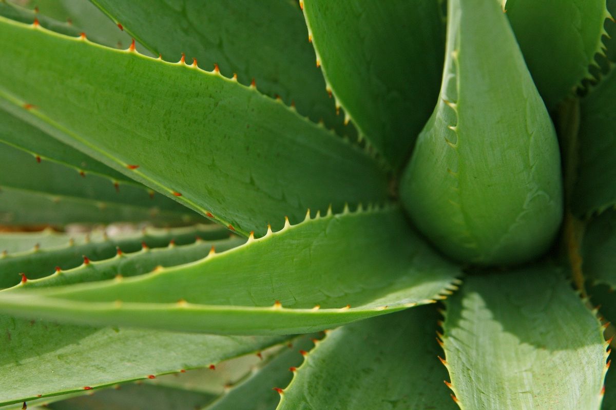 Benefecio del aloe vera Benefecio del aloe vera