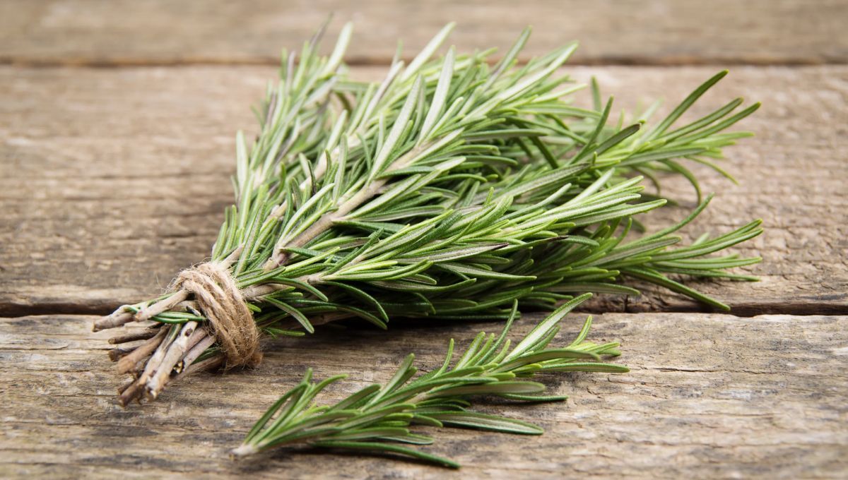 Para obtener grandes beneficios, puedes colocar una rama de romero debajo de tu almohada.