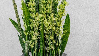 Ni abono ni fertilizante: el truco de jardinería para que la sansevieria estalle de flores en febrero Ni abono ni fertilizante: el truco de jardinería para que la sansevieria estalle de flores en febrero