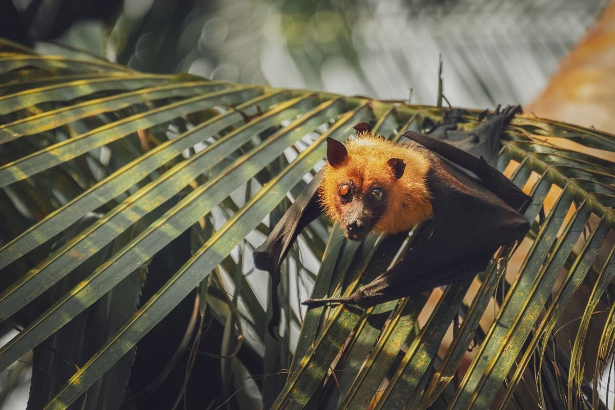 Se descubrió que el animal con el vuelo más rápido en realidad no es un ave, sino un mamífero