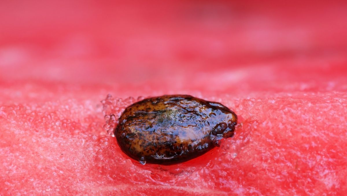 Semillas de sandía. Semillas de sandía.