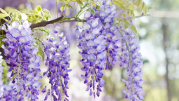 La glicina es una planta trepadora leñosa. Sus flores coloridas pueden adornar cualquier espacio, ya sea de jardinería o decoración.