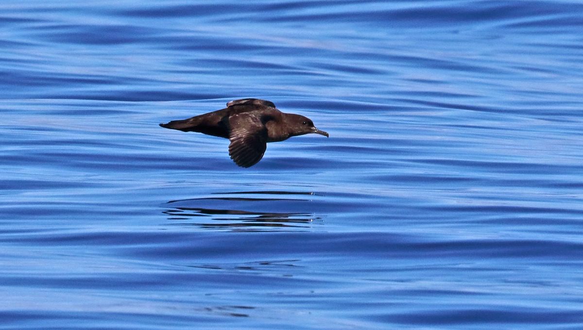 Esta especie de ave marina tiene un comportamiento muy peculiar para cuidar tanto su higiene como la de sus nidos: solo defecan mientras vuelan, nunca cuando descansan en el agua Esta especie de ave marina tiene un comportamiento muy peculiar para cuidar tanto su higiene como la de sus nidos: solo defecan mientras vuelan, nunca cuando descansan en el agua
