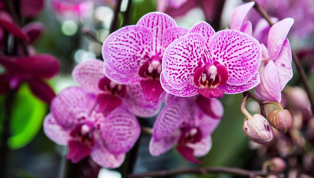 Orquídea. Orquídea.