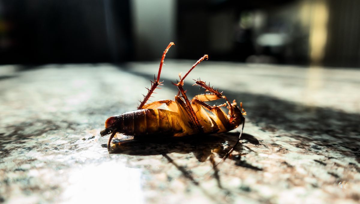 La presencia de cucarachas en tu cocina puede traer serios problemas