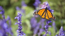 El aroma, el néctar y los colores de estas plantas atraen a las mariposas a tu jardín.