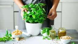 Albahaca en una maceta, una tendencia que crece.