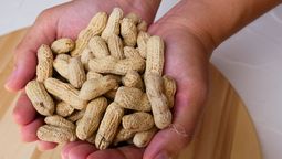 No tires la cáscara de maní porque son un tesoro: para qué sirven y cómo reutilizarlas No tires la cáscara de maní porque son un tesoro: para qué sirven y cómo reutilizarlas