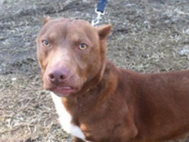 Un perro que ofrecen por Facebook es furor en la web
