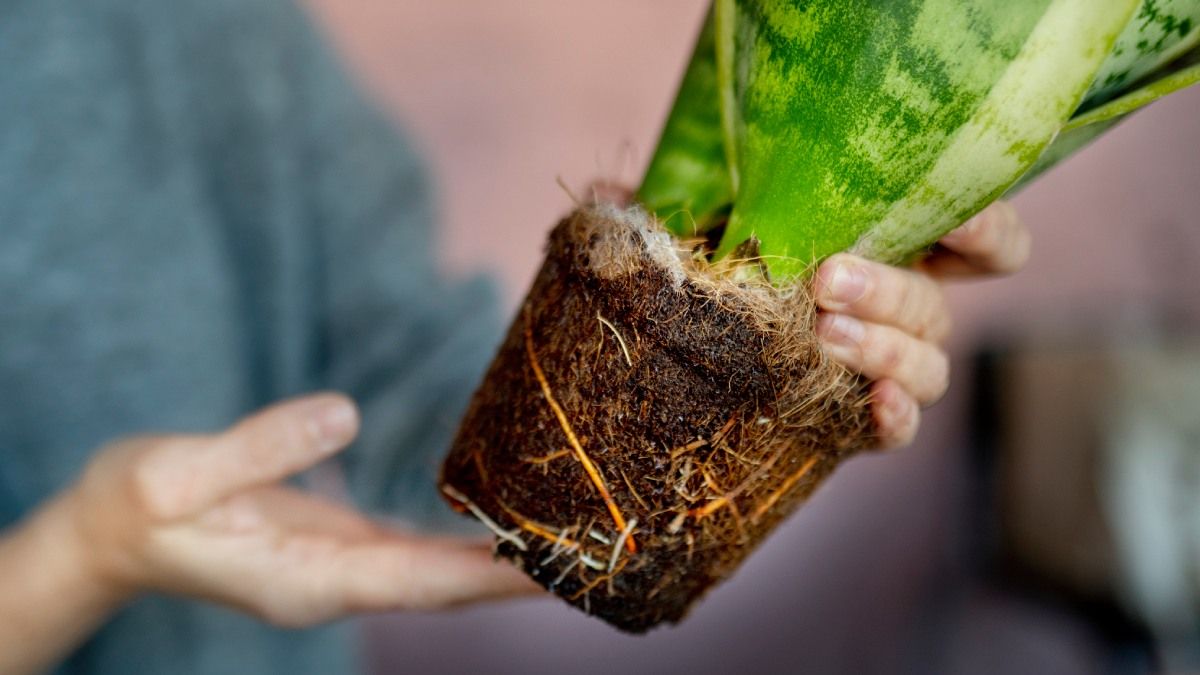 El trasplante es necesario para que las plantas se desarrollen de una manera fuerte y sana. El trasplante es necesario para que las plantas se desarrollen de una manera fuerte y sana.