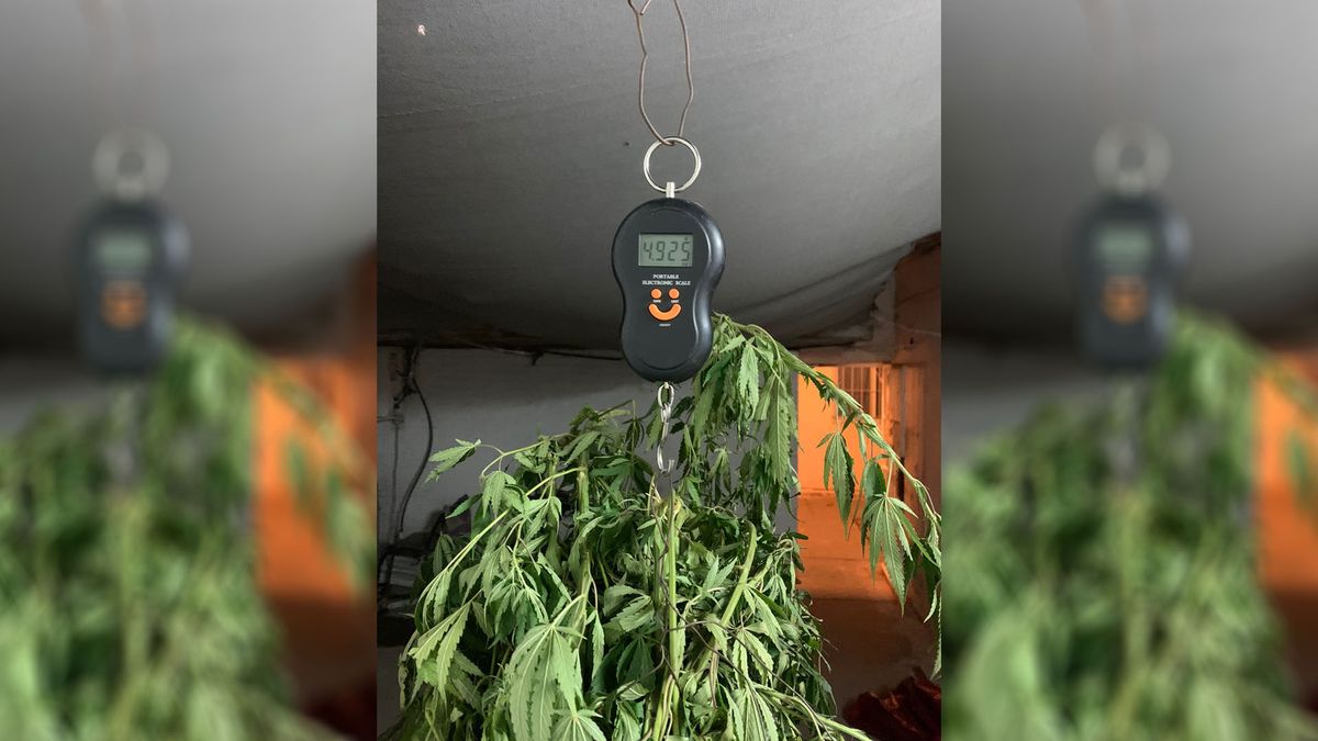 Un hombre entró al Hospital Perrupato con un bolso con casi 5 kilos de plantas de marihuana.