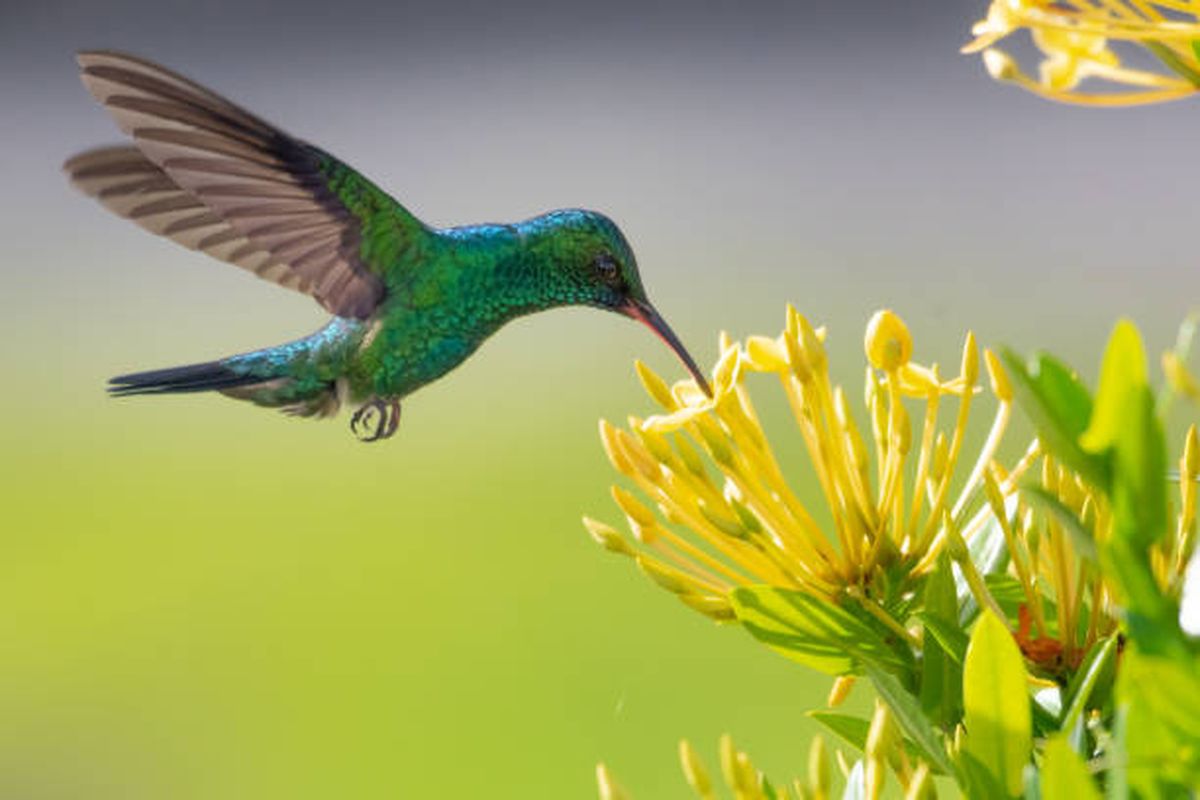 Estas plantas son un talismán para cualquier colibrí. Estas plantas son un talismán para cualquier colibrí.