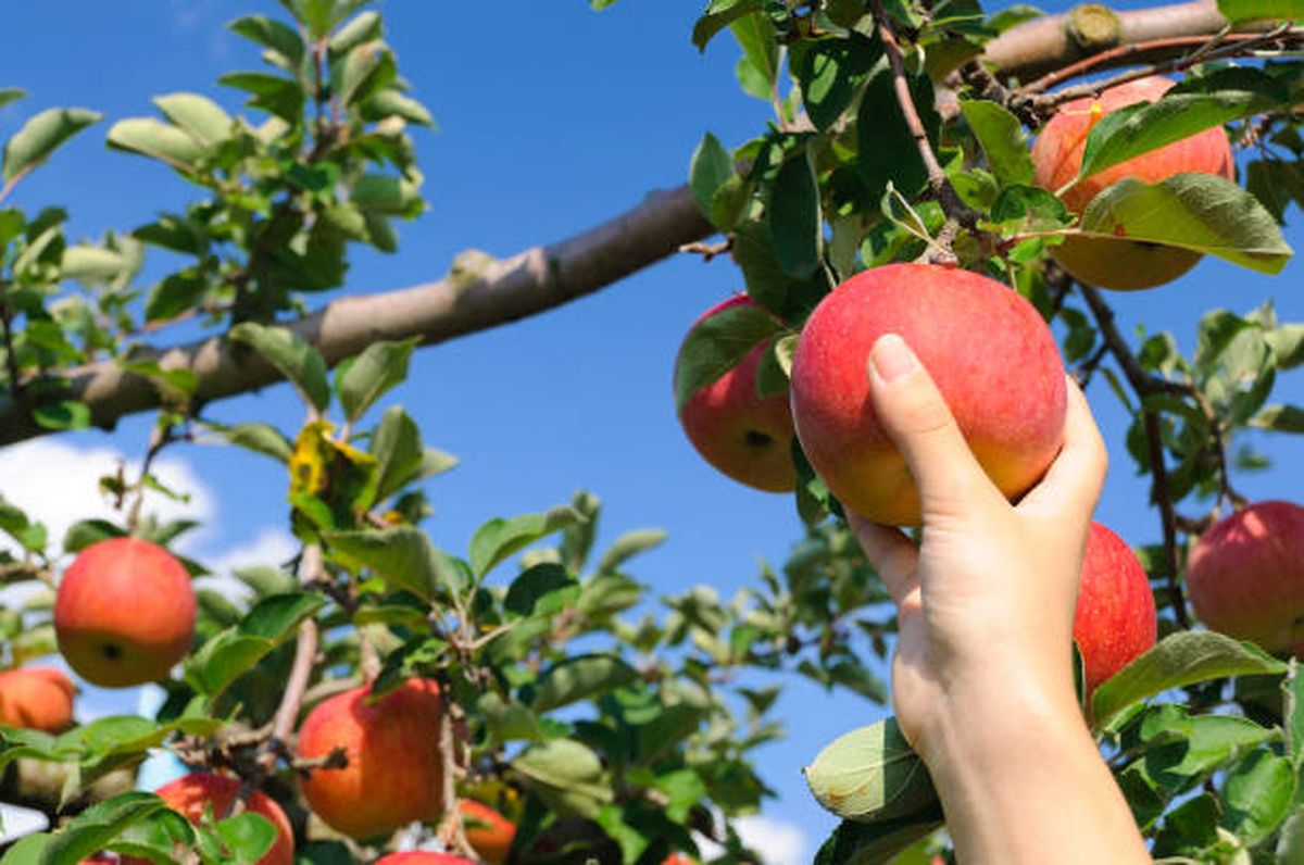 El manzano es uno de los ejemplares más nobles para cultivar este mes. El manzano es uno de los ejemplares más nobles para cultivar este mes.