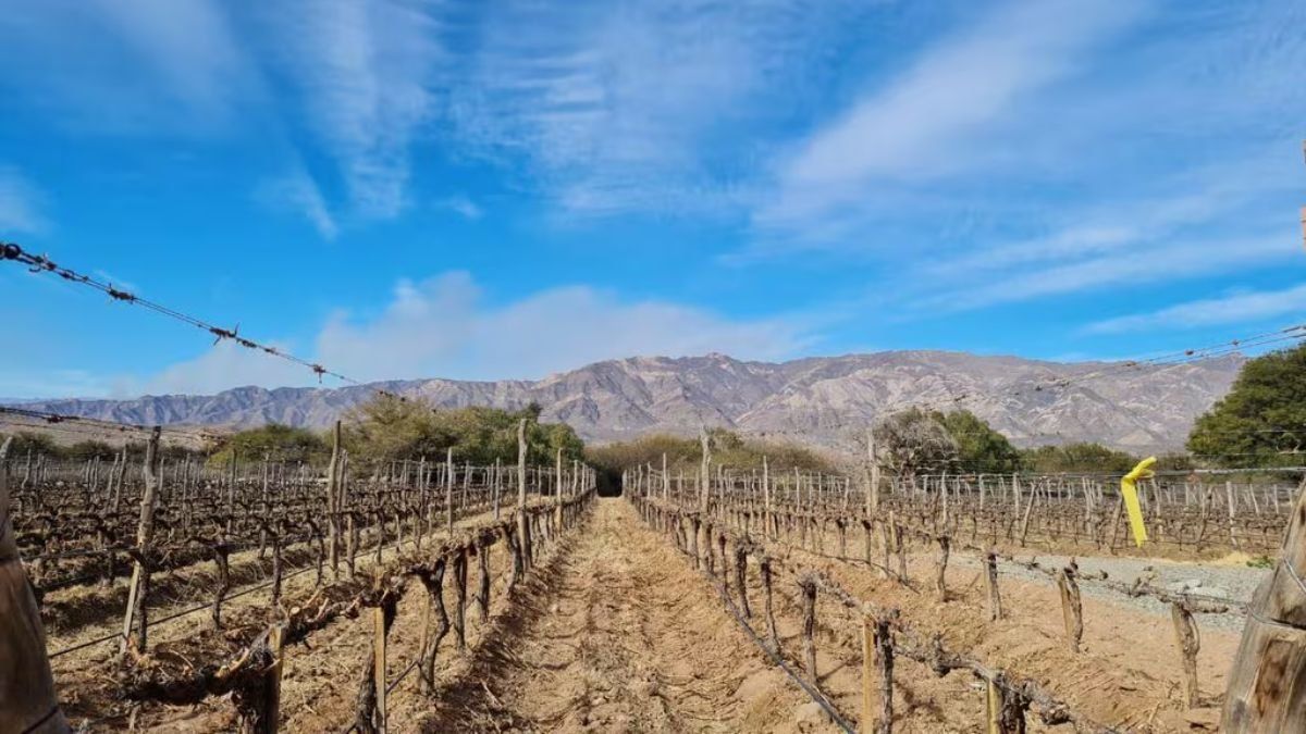 El pueblo de Salta que llama a los turistas del vino.