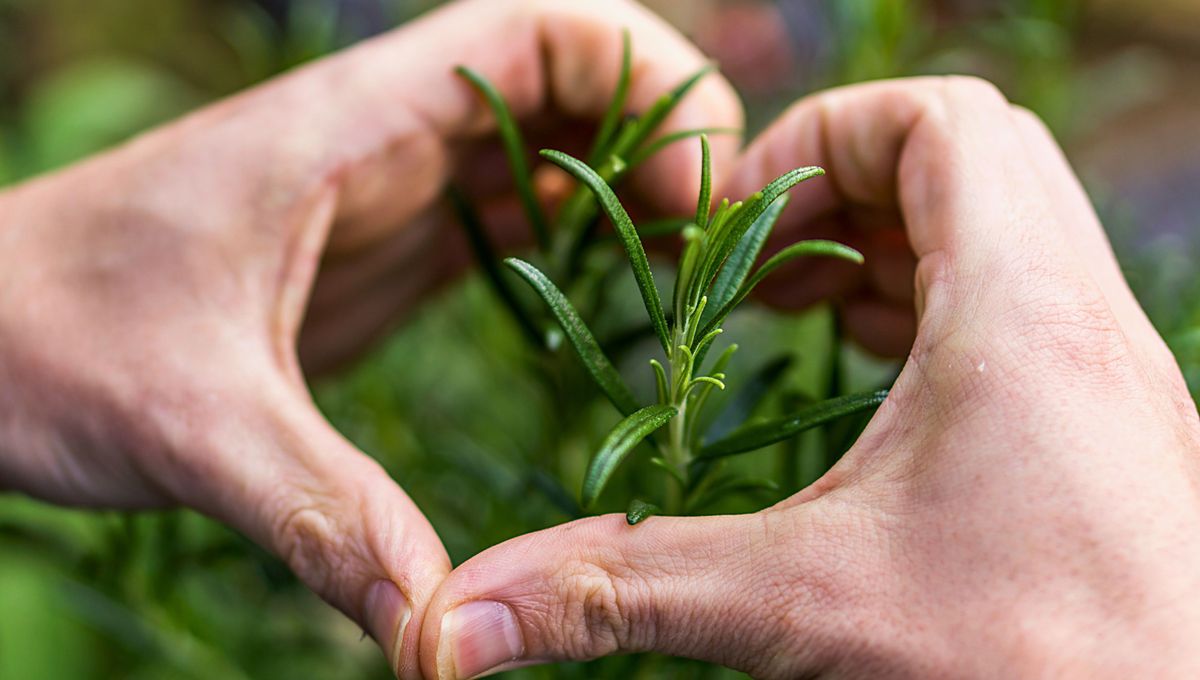 Un ingrediente que no puede faltar en la tierra de las plantas