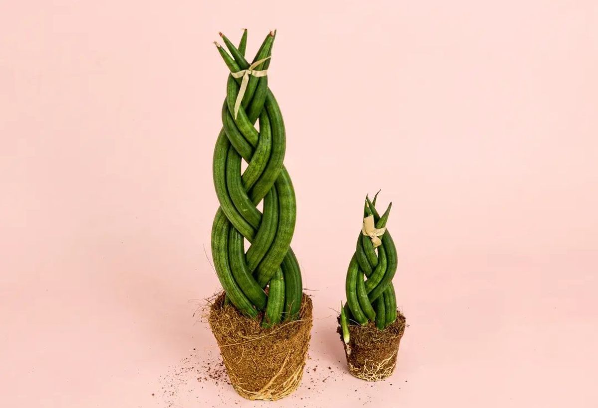 Sansevieria o lengua de suegra trenzada. Sansevieria o lengua de suegra trenzada.