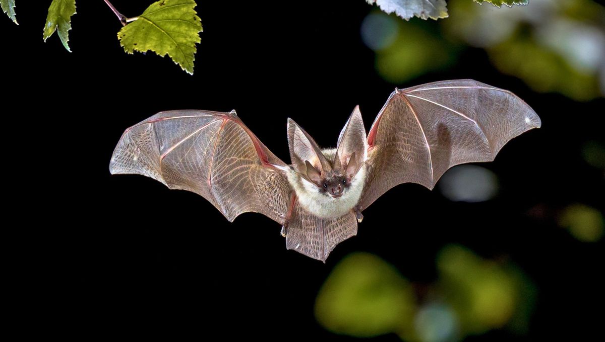 El murciélago es el único mamífero volador El murciélago es el único mamífero volador