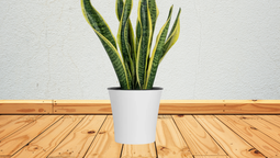 Plantas de interior bellas y sanas&nbsp;