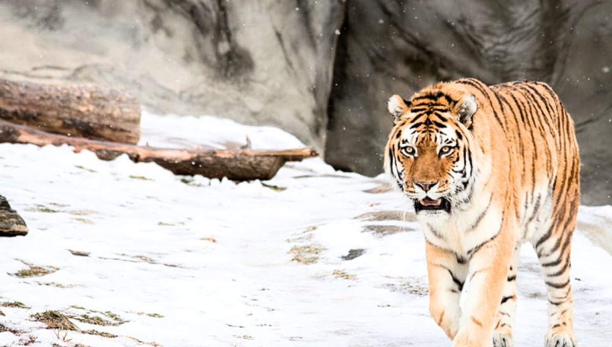 El tigre es uno de los animales más inteligentes.&nbsp;