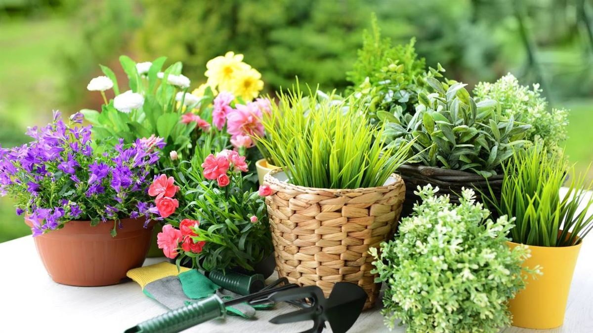 Mantén tus plantas hidratadas estas vacaciones.