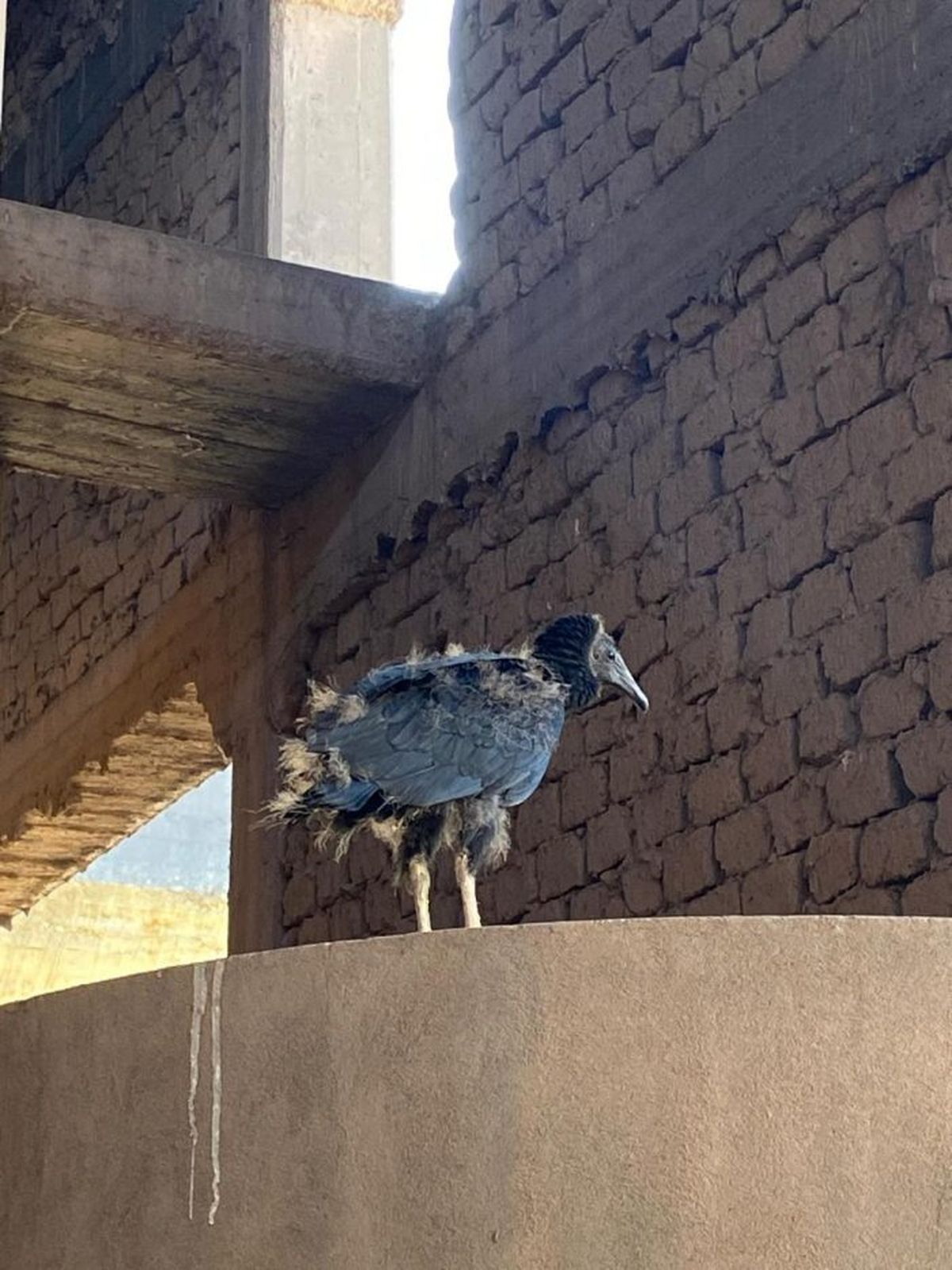 Uno de los jotes, en lo alto de la bodega. Uno de los jotes, en lo alto de la bodega.