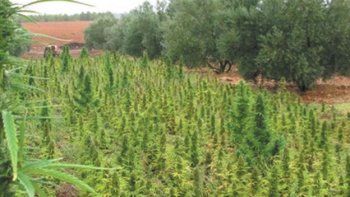España: encontraron una plantación de marihuana de tres hectáreas, propiedad de un preso