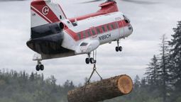 La operación aérea para rescartar a los peces de un río vital: transporta bosques enteros con helicópteros La operación aérea para rescartar a los peces de un río vital: transporta bosques enteros con helicópteros