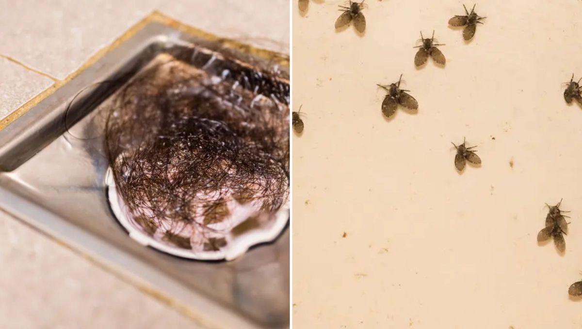 Si la ves es necesario que pongas en marcha una limpieza profunda, sobre todo en sitios con humedad y cañerías sucias, ya que se reproduce en ambientes donde existe humedad constante y materia orgánica en descomposición. Si la ves es necesario que pongas en marcha una limpieza profunda, sobre todo en sitios con humedad y cañerías sucias, ya que se reproduce en ambientes donde existe humedad constante y materia orgánica en descomposición.