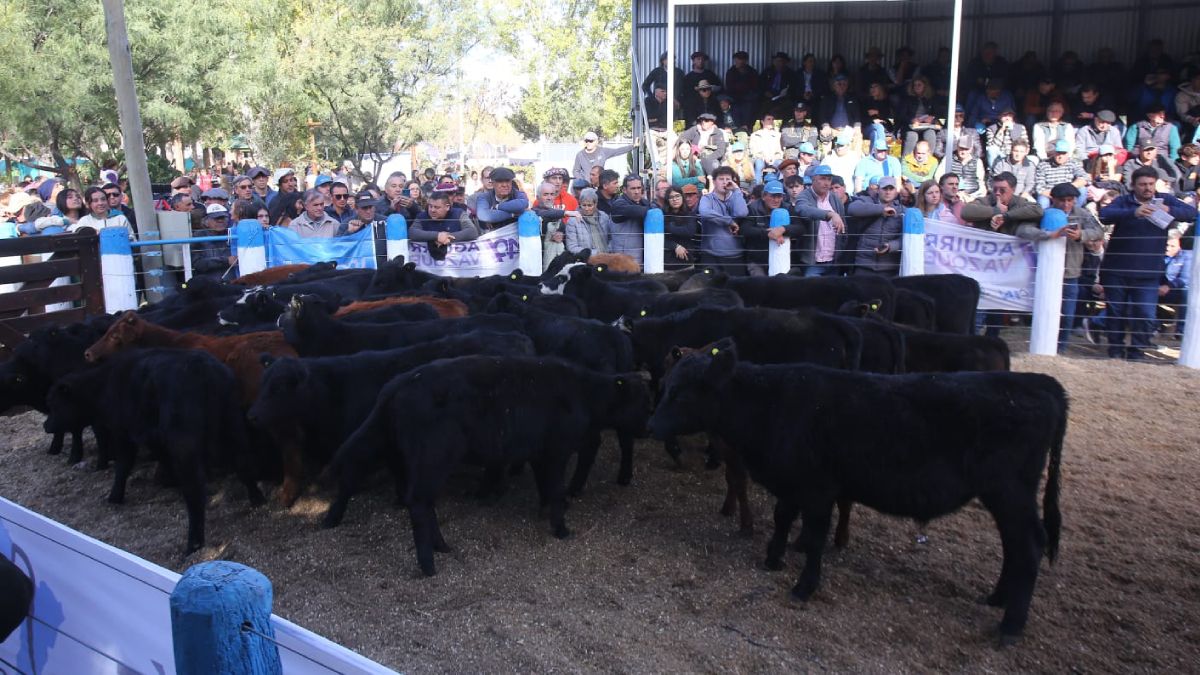 El remate contó con más de 1.900 cabezas embretadas. El remate contó con más de 1.900 cabezas embretadas.