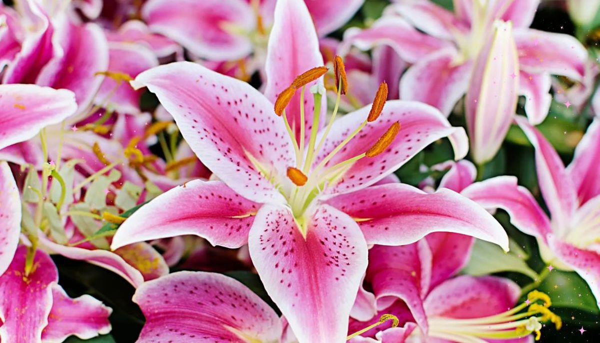 Esta planta aleja las malas energías de casa, según en Feng Shui. Imagen: Redacción Diario Uno.