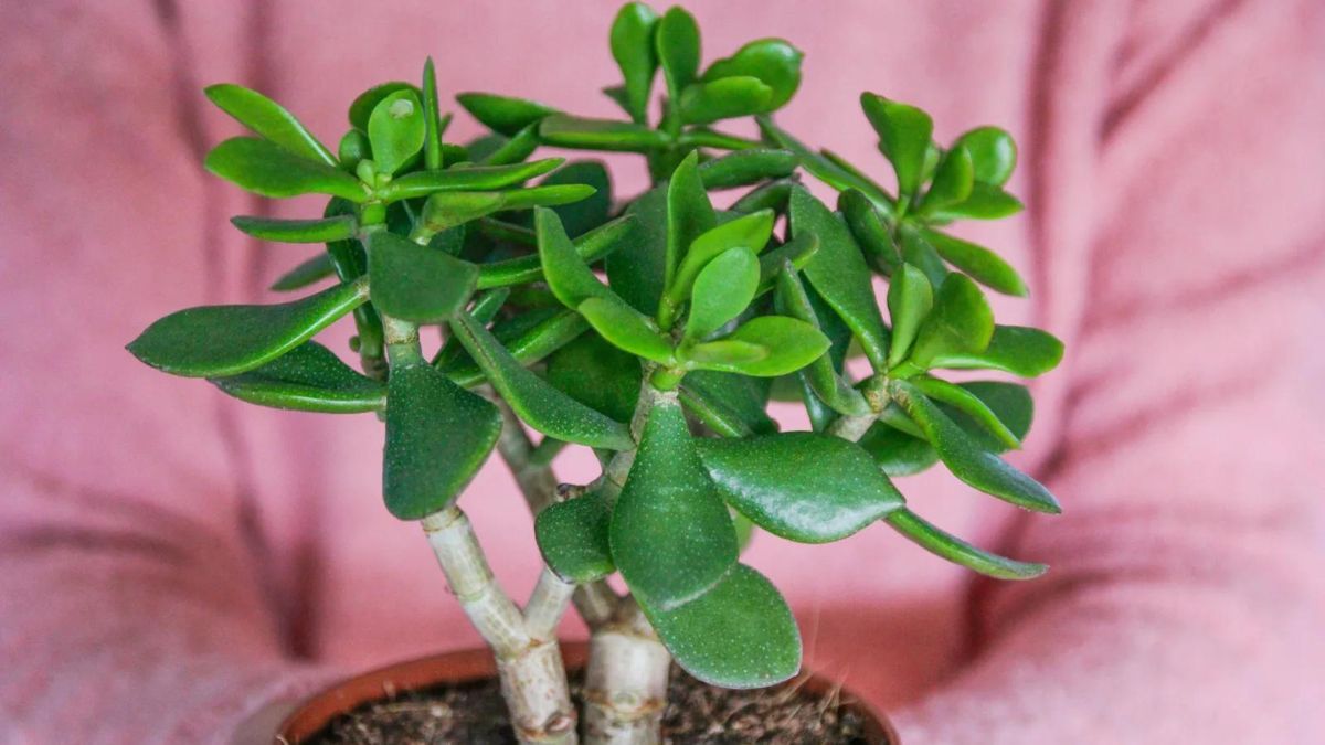 Abono sin químicos para tu árbol de jade: cómo hacerlo