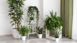 Por qué hay que ponerle bicarbonato a las plantas de interior y para qué sirve Por qué hay que ponerle bicarbonato a las plantas de interior y para qué sirve