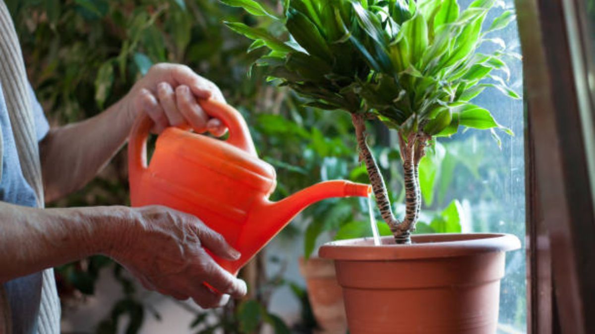 Así debes regar tu planta en invierno.
