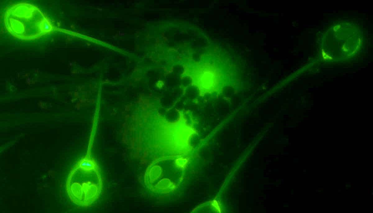 El descubrimiento único de un animal que no necesita oxígeno para sobrevivir El descubrimiento único de un animal que no necesita oxígeno para sobrevivir