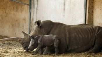 Un parque de Indonesia descubrió tres crías del rinoceronte más raro del mundo