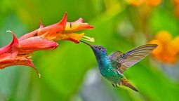 Esto significa ver un colibrí en el jardín. Esto significa ver un colibrí en el jardín.