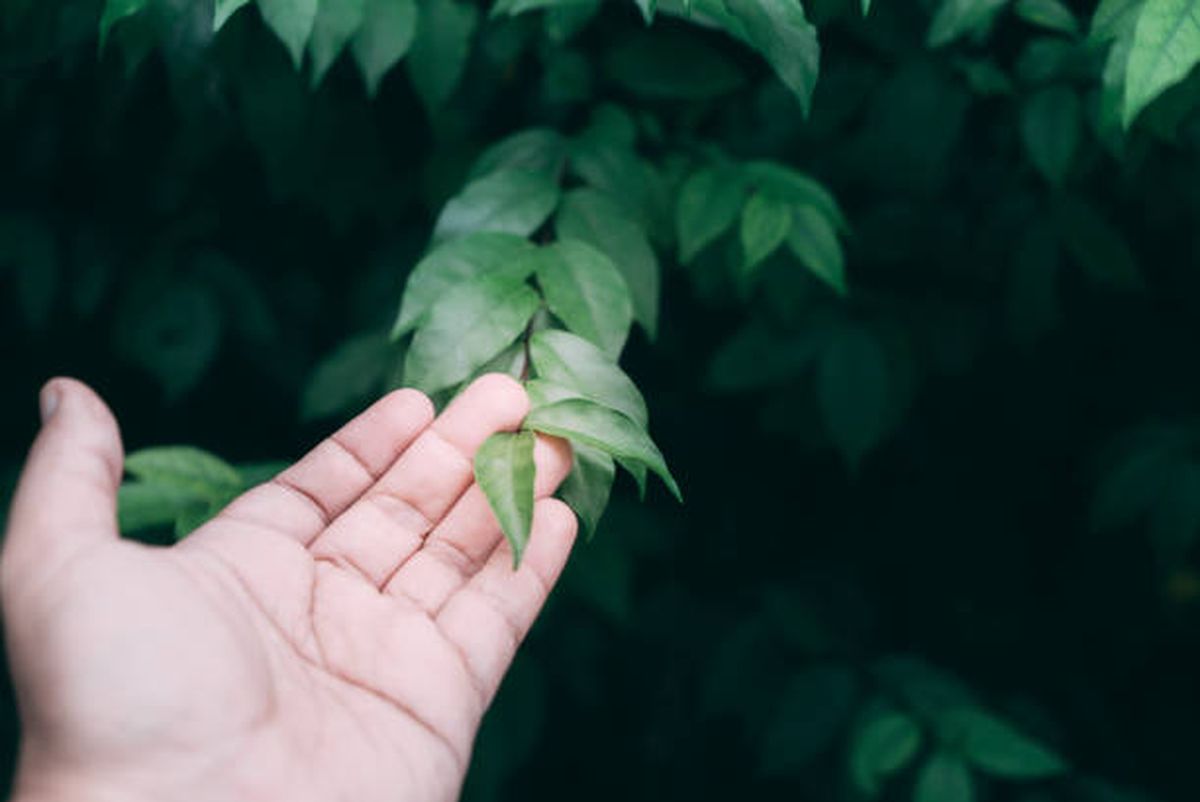 Jardiner&iacute;a: la raz&oacute;n por la que deb&eacute;s acariciar las hojas de las plantas.