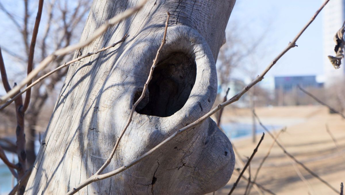 Antiguamente, se creía que era la cueva de animales malignos, pero la verdad es que no, algunos animales solo usan este agujero como protección Antiguamente, se creía que era la cueva de animales malignos, pero la verdad es que no, algunos animales solo usan este agujero como protección