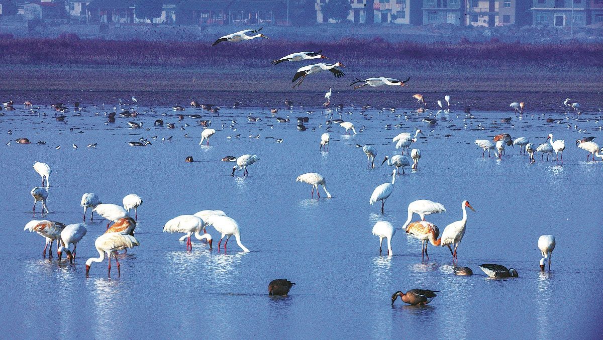 Aves migratorias retozan sobre el lago Poyang en la provincia de Jiangxi. HUANG BIN / PARA CHINA DAILY