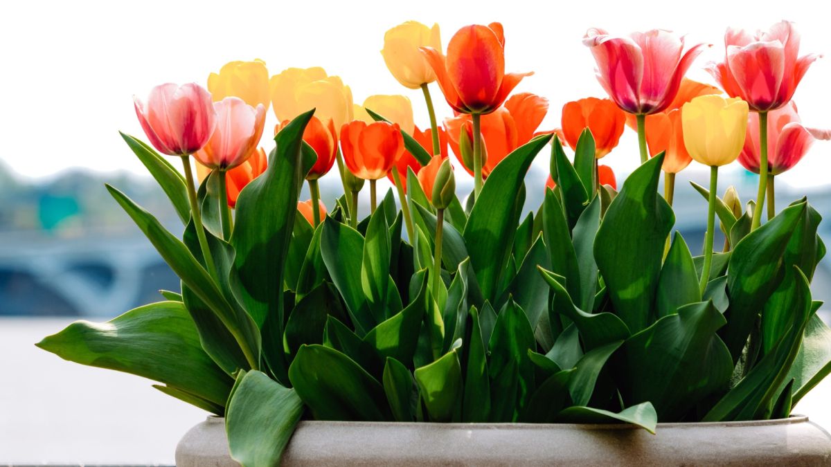 Las flores de tulipán pueden ser de diversos colores, amarillo, rojo, rosa, morado y blanco. Las flores de tulipán pueden ser de diversos colores, amarillo, rojo, rosa, morado y blanco. 