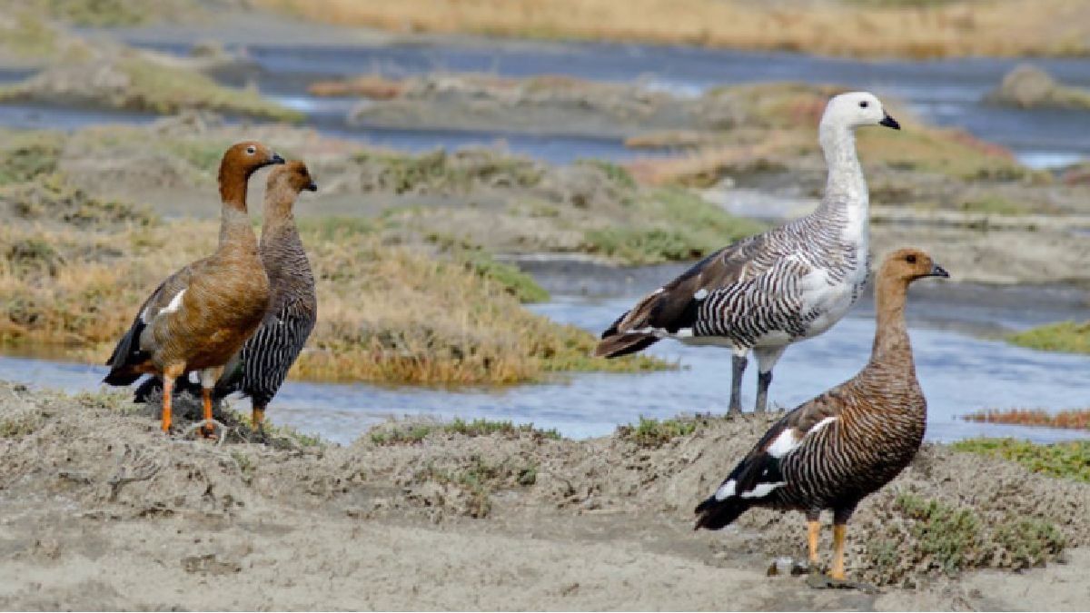 El cauquén colorado, animal en extinción en Argentina y Chile.