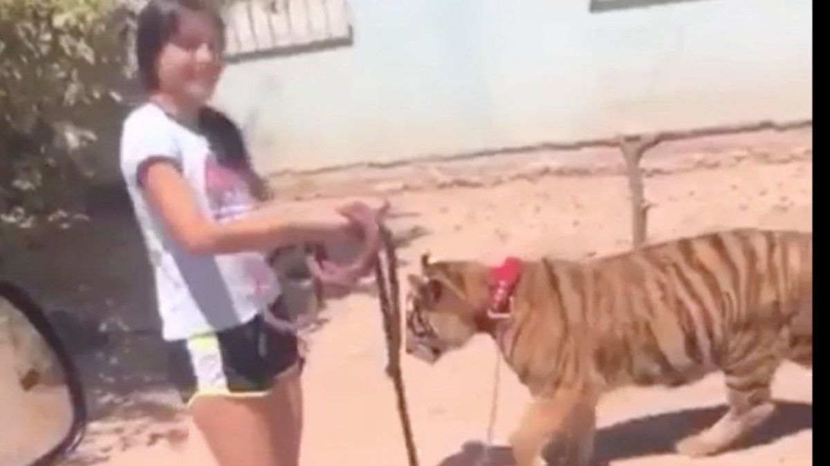 Insólito. Un video de una joven caminando con un tigre causó sorpresa.