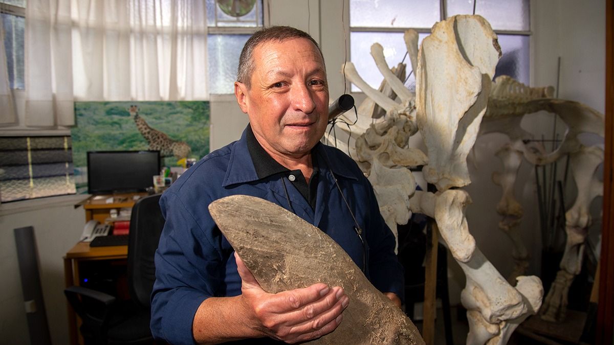 Aranguez sostiene un cuerno del rinoceronte y explica que no es un hueso, sino que está hecho de queratina, la sustancia que forma las uñas y pelos de los animales.